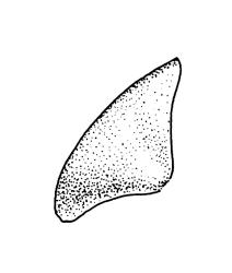 Funaria hygrometrica, operculum. Drawn from A.J. Fife 9733, CHR 477688, and A.J. Fife 6126, CHR 405698.
 Image: R.C. Wagstaff © Landcare Research 2019 CC BY 3.0 NZ